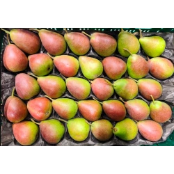 Poire Q-Tee