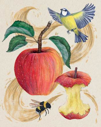 Bière - Trognon (Brasserie des Beaux Jours) - Saison pomme 44cl