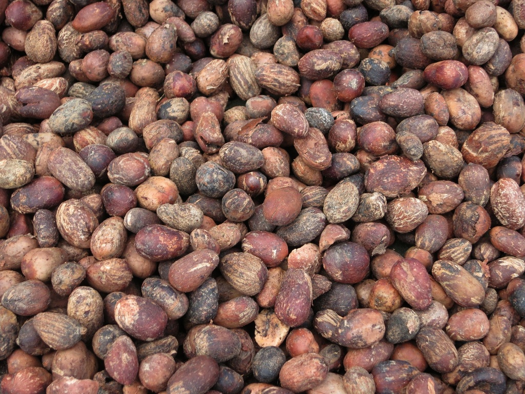 Graines de souchet