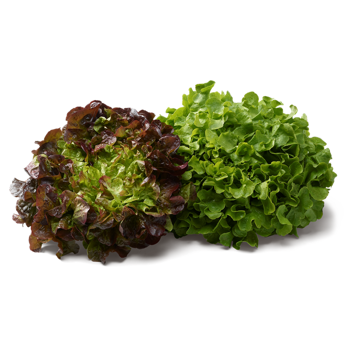 Laitue feuille de chêne