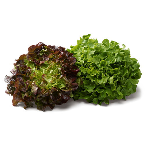 Laitue feuille de chêne